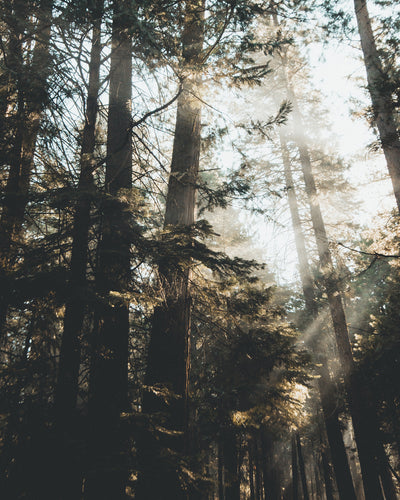 How many trees can we plant together?